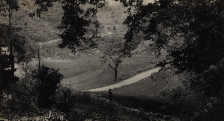 Sawah between Patjitan and Ponorogo (c1935)/ KITLV A1168 CC BY 4.0